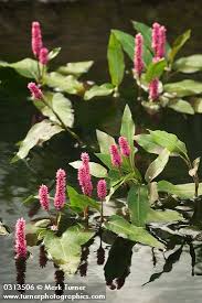 Attēlu rezultāti vaicājumam “Polygonum amphibium leaf”