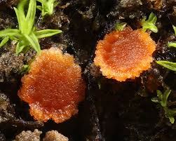 Attēlu rezultāti vaicājumam “Lamprospora tortulae-ruralis”