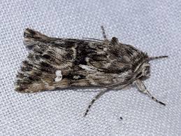 Attēlu rezultāti vaicājumam “Calophasia lunula”