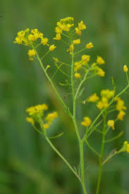 Attēlu rezultāti vaicājumam “Rorippa sylvestris”