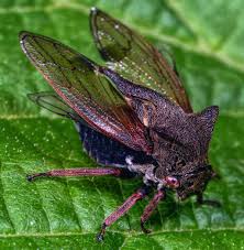 Attēlu rezultāti vaicājumam “Centrotus cornutus”