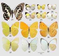 Attēlu rezultāti vaicājumam “Pieridae”