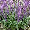 Plant Care Guides :: National Gardening Association