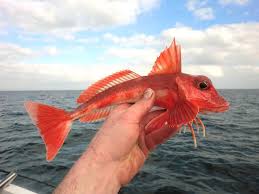 Image result for Chelidonichthys cuculus