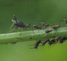 Attēlu rezultāti vaicājumam “Uroleucon hypochoeridis”