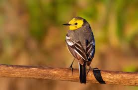 Attēlu rezultāti vaicājumam “Motacilla citreola”