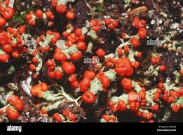 Attēlu rezultāti vaicājumam “Cladonia floerkeana”