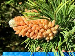 Attēlu rezultāti vaicājumam “Pinus mugo male flower”