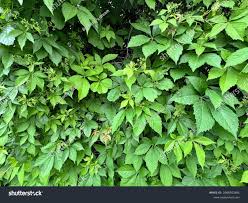 Attēlu rezultāti vaicājumam “Parthenocissus quinquefolia leaf”