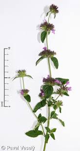 Attēlu rezultāti vaicājumam “Clinopodium vulgare”