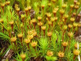 Attēlu rezultāti vaicājumam “Polytrichum juniperinum sporophyte”