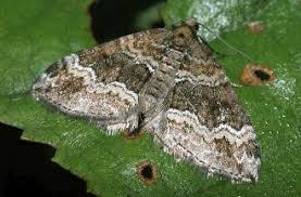 Attēlu rezultāti vaicājumam “Perizoma bifaciata”