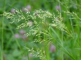 Attēlu rezultāti vaicājumam “Trisetum flavescens flower”