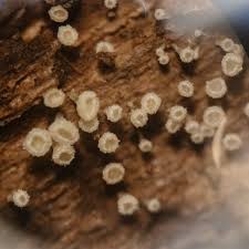 Attēlu rezultāti vaicājumam “Lamproderma nigrescens”