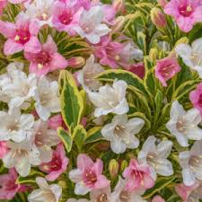 Attēlu rezultāti vaicājumam “Weigela praecox”