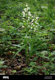 Attēlu rezultāti vaicājumam “Cephalanthera longifolia”