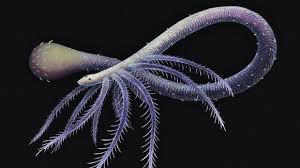 Attēlu rezultāti vaicājumam “Amaurochaete fusiformis”