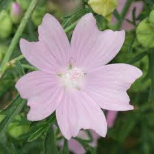 Image result for Malva alcea