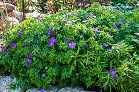 Image result for Storchschnäbel