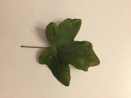 Attēlu rezultāti vaicājumam “Acer campestre leaf”