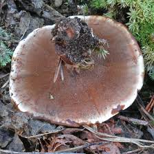 Attēlu rezultāti vaicājumam “Hydnellum aurantiacum”