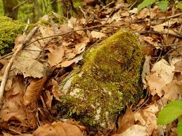 Attēlu rezultāti vaicājumam “Homomallium incurvatum sporophyte”