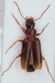 Attēlu rezultāti vaicājumam “Dromius quadrimaculatus”