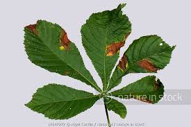 Attēlu rezultāti vaicājumam “Aesculus hippocastanum leaf”