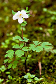 Attēlu rezultāti vaicājumam “Isopyrum thalictroides flower”