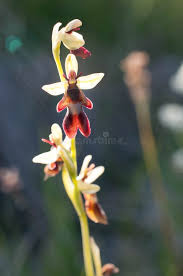 Attēlu rezultāti vaicājumam “Ophrys insectifera flower”