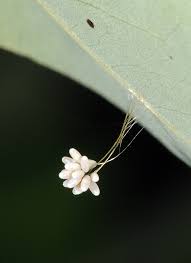 Attēlu rezultāti vaicājumam “Chrysopidae imago”