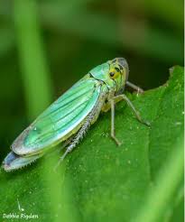 Attēlu rezultāti vaicājumam “Cicadella viridis”