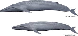 Image result for Balaenoptera borealis