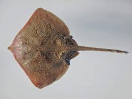 Image result for Raja asterias