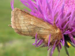 Attēlu rezultāti vaicājumam “Eriopygodes imbecilla”