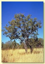 Attēlu rezultāti vaicājumam “Cribraria ferruginea”