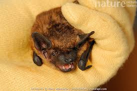 Attēlu rezultāti vaicājumam “Eptesicus serotinus”