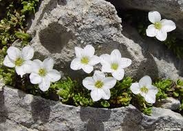 Attēlu rezultāti vaicājumam “Arenaria procera”