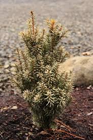 Attēlu rezultāti vaicājumam “Taxus baccata”