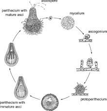Attēlu rezultāti vaicājumam “Sordaria fimicola”
