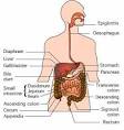 Food Digestion Guide - Digestive System