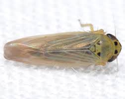 Attēlu rezultāti vaicājumam “Macrosteles sp.”