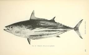 Image result for Katsuwonus pelamis