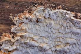 Attēlu rezultāti vaicājumam “Antrodia sinuosa”