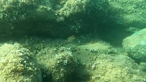Image result for Diplodus ascensionis