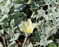 Attēlu rezultāti vaicājumam “Calystegia inflata leaf”