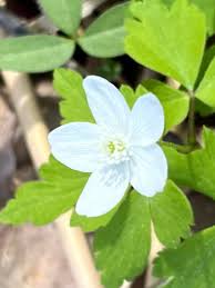 Attēlu rezultāti vaicājumam “Anemone x lipsiensis leaf”