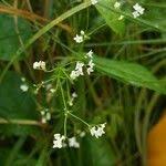 Attēlu rezultāti vaicājumam “Galium uliginosum”