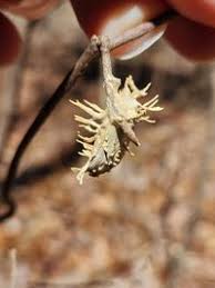 Attēlu rezultāti vaicājumam “Akanthomyces aculeatus”