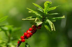 Attēlu rezultāti vaicājumam “Daphne mezereum fruit”